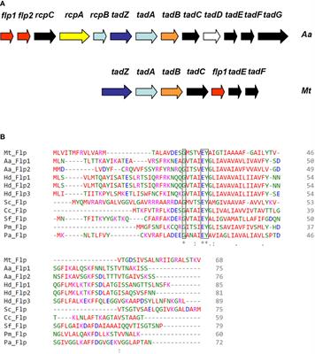 The Flp type IV pilus operon of Mycobacterium tuberculosis is expressed upon interaction with macrophages and alveolar epithelial cells